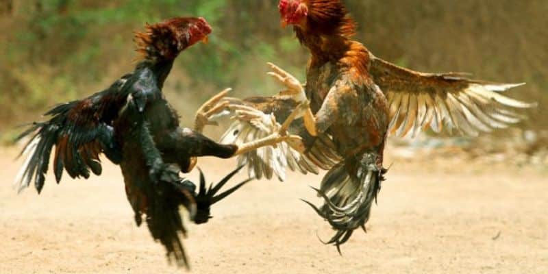 Tìm hiểu chi tiết các chiến kê bại trận sẽ xử lý như thế nào Tìm hiểu chi tiết các chiến kê bại trận sẽ xử lý như thế nào