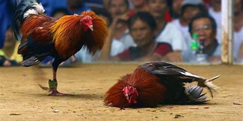 Sơ lược về bộ môn đá gà Sơ lược về bộ môn đá gà