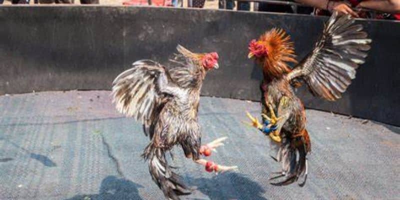 Kinh nghiệm chăm sóc chiến kê hiệu quả mà bạn không nên bỏ qua Kinh nghiệm chăm sóc chiến kê hiệu quả mà bạn không nên bỏ qua
