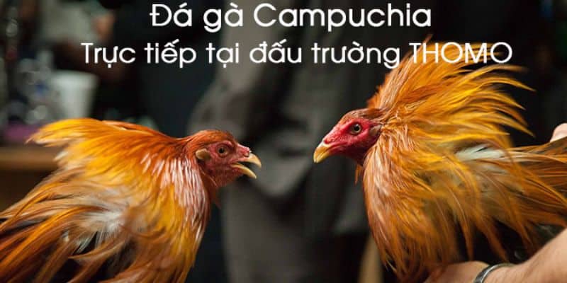 Đánh giá cách đi đường tiểu ngạch sang campuchia đá gà Đánh giá cách đi đường tiểu ngạch sang campuchia đá gà