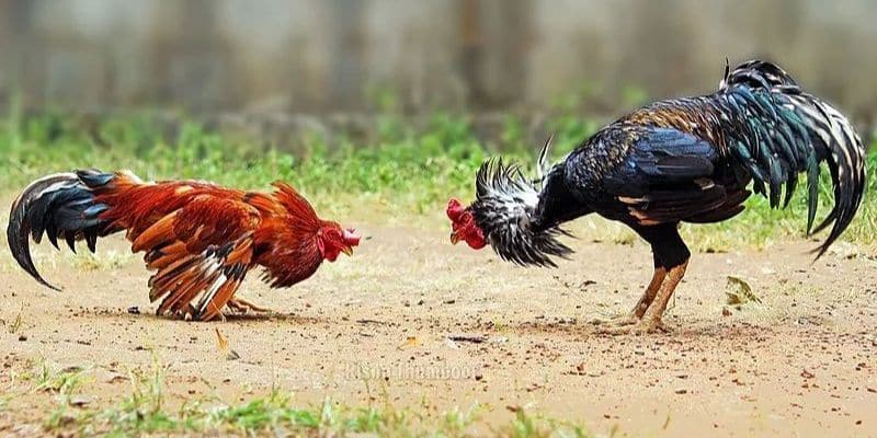 Lý do cần tìm hiểu cách đi đường tiểu ngạch sang campuchia đá gà Lý do cần tìm hiểu cách đi đường tiểu ngạch sang campuchia đá gà