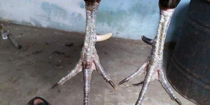Cựa nhật nguyệt của chiến kê rất dễ dàng nhận biết Cựa nhật nguyệt của chiến kê rất dễ dàng nhận biết