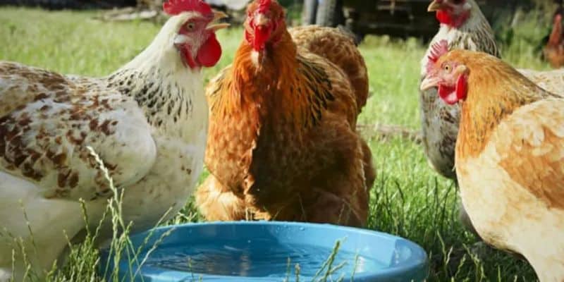 Bên cạnh thức ăn thì kê thủ cần nên đảm bảo nguồn nước uống thật sạch Bên cạnh thức ăn thì kê thủ cần nên đảm bảo nguồn nước uống thật sạch