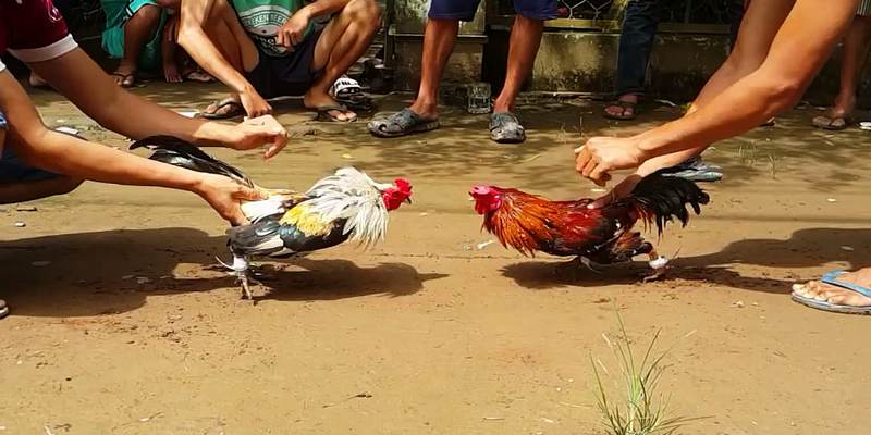 Khái niệm bồ gà CP1-CP2-CP3 Khái niệm bồ gà CP1-CP2-CP3
