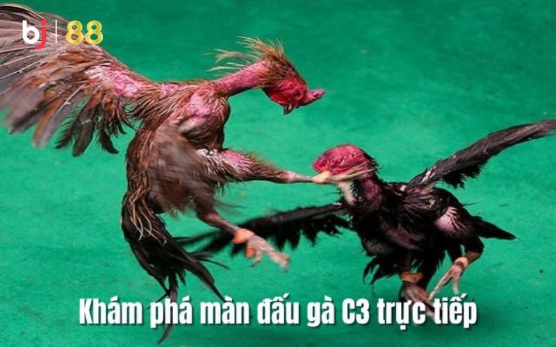 đá gà trực tiếp c3 Hãy nhanh chân đến với đá gà trực tiếp c3