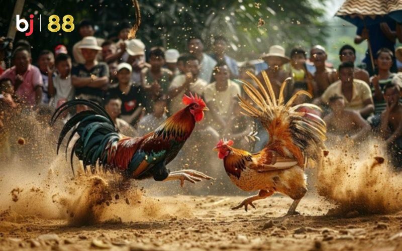 đá gà trực tiếp c3 Bí quyết bất bại tại đá gà trực tiếp c3