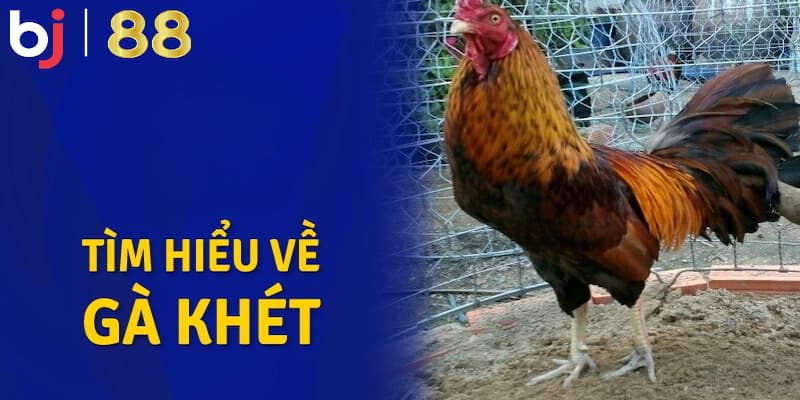 Gà Khét Đá Ngày Nào Dễ Thắng? Dự Đoán Ngày Đẹp Ra Sân Giới thiệu vài nét về gà khét