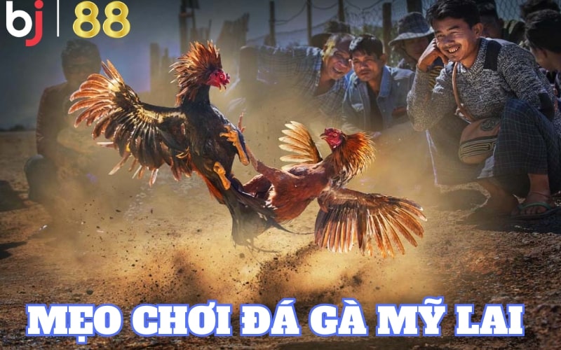 đá gà mỹ lai Tham khảo và áp dụng mẹo chơi hữu ích vào các trận đấu kịch tính