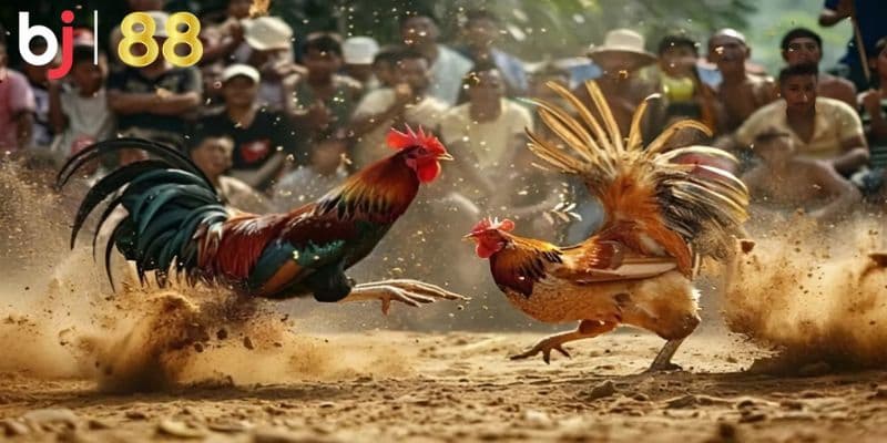 Trực tiếp đá gà cựa sắt hôm nay Quy tụ các trận đá gà cựa sắt kịch tính