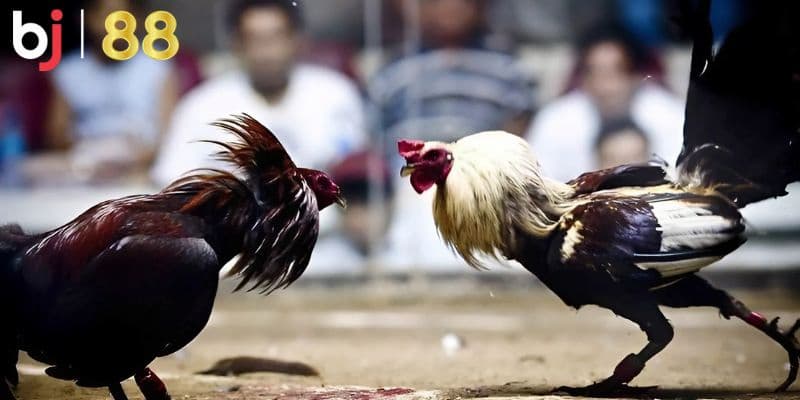 Trực tiếp đá gà cựa sắt hôm nay Nguyên tắc cần nhớ khi tham gia đá gà cựa sắt trực tiếp