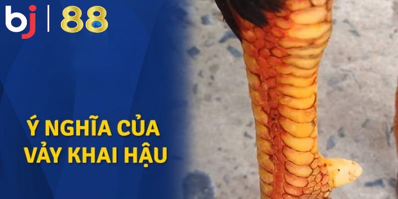 Vảy Gà Khai Hậu Và Sự Thật Đằng Sau Sức Mạnh Chiến Kê Chiến kê có vảy khai hậu tốt hay xấu?